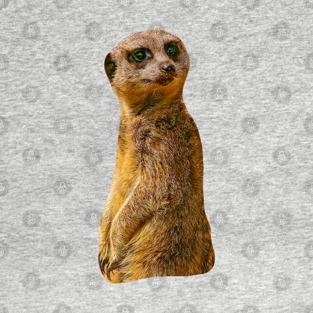 Meerkat by dalyndigaital2@gmail.com